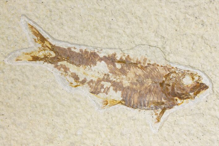 Bargain, Fossil Fish (Knightia) - Wyoming #136769